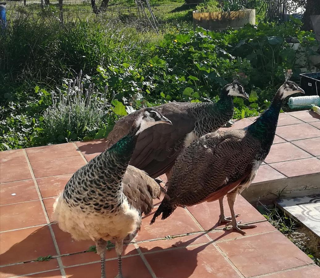 Farm stay Casa Halcon Almonte