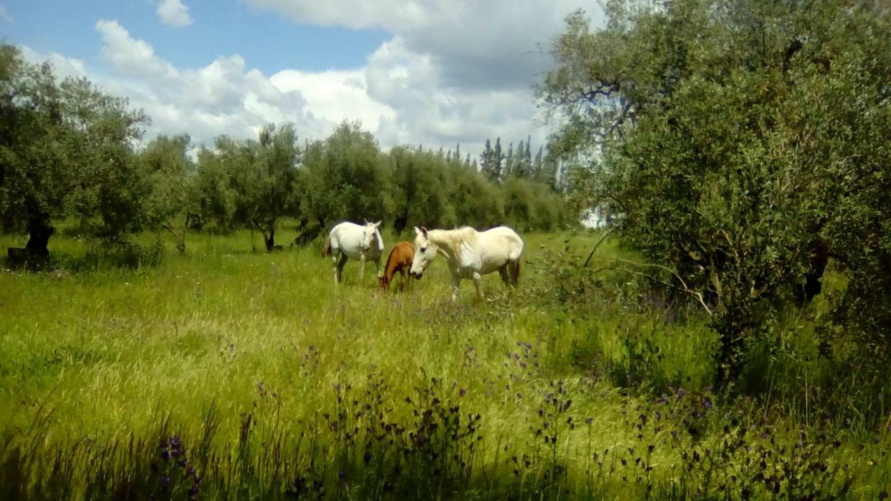 Farm stay Casa Halcon *